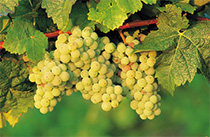 Wein Hotel im Piemont