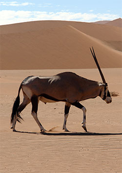 Abenteuer-Urlaub in Namibia