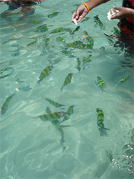 Fische vor Coral Island Phuket Thailand