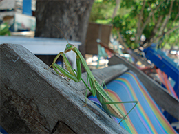 Gottesanbeterin auf Coral Island Thailand Phuket
