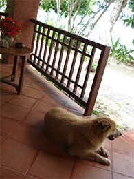 Thailand Hotel Hund