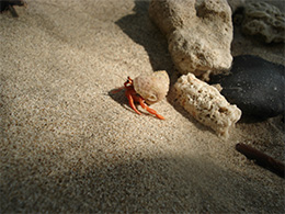 Einsiedlerkrebs am Traumstrand von Koh Lone Thailand